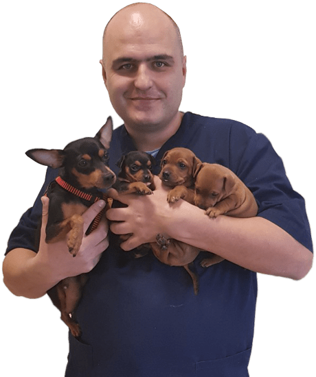 Boran Gajić CEO
